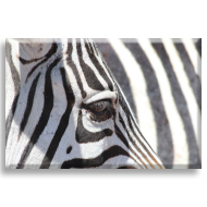 Zebra 3