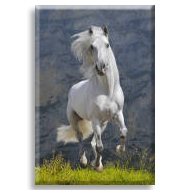Beyaz Yeleli At