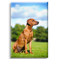 Ridgeback Köpek