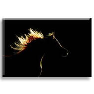 Arap Atı 1