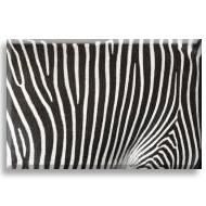 Zebra Desen