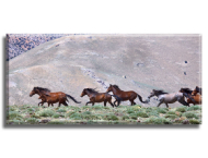 Anadolu Ereğli Yılkı Atları - 2