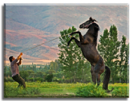 Anadolu Ereğli Doru Yarış Atı Eğitimde