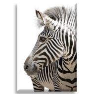 Zebra 1