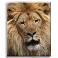 Aslan