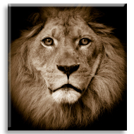 Aslan 3