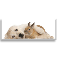 Köpek ve Tavşan