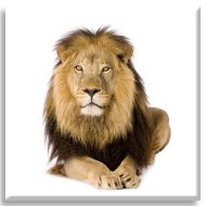 Aslan 6