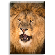 Aslan 7