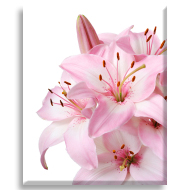 Pembe Lilyum Çiçek