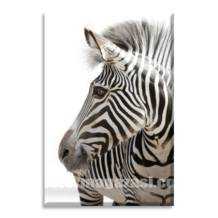 Zebra 1