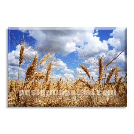 Buğday Tarlası 1