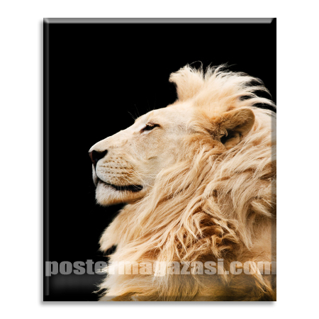 Aslan 2