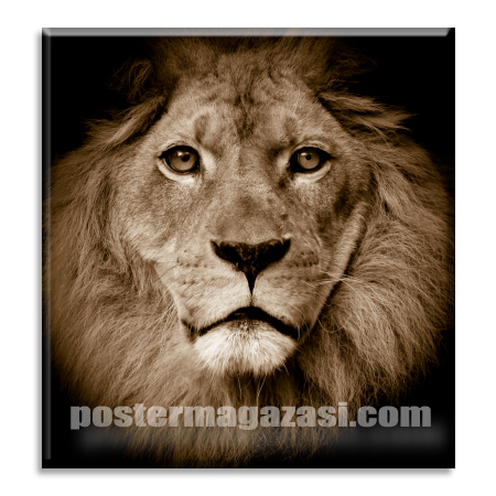 Aslan 3