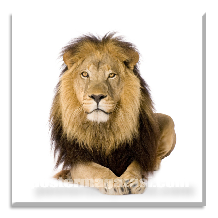 Aslan 6