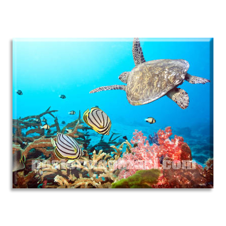 Okyanustaki Kaplumbağalar