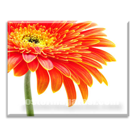Turuncu Gerbera çiçek