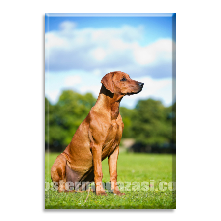 Ridgeback Köpek